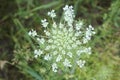 Umbrella inflorescence Royalty Free Stock Photo