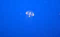 Umbrella Jellyfish, Eutonina indicans, Monterey Aquarium, USA