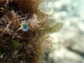 Umbrella-like green alga Acetabularia mediterranea