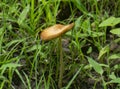 Umbrella Mushroom growth with Grass and Plants in the Forest