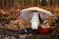 Umbrella Mushroom over Chestnut 02 Royalty Free Stock Photo