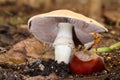 Umbrella Mushroom over Chestnut 04 Royalty Free Stock Photo