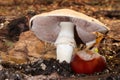 Umbrella Mushroom over Chestnut 05 Royalty Free Stock Photo
