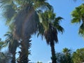 Umbrella of palm trees with lush green leaves and smooth stocks against a powder blue sky with white fluffy clouds Royalty Free Stock Photo