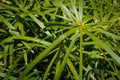 Umbrella papyrus Cyperus alternifolius plant leaves closeup Royalty Free Stock Photo