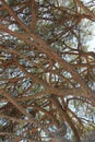 Umbrella pine