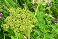 Umbrella plant in the Bay of Akhlestyshev on the island of Russian. Russia, Vladivostok