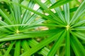 Umbrella Plant,Cyperaceae,papyrus