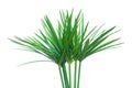 Umbrella plant, Papyrus, Cyperus alternifolius L. Isolated on white backgrund. with clipping path