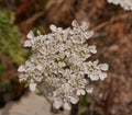 Umbrella plant with small white fragrant flowers on a meadow on a sunny spring day. White flower against dry grasses Royalty Free Stock Photo