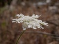 Umbrella plant with small white fragrant flowers on a meadow on a sunny spring day. White flower against dry grasses Royalty Free Stock Photo