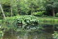 Umbrella plant at Stowe