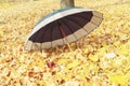 The umbrella from rain is on the autumn foliage in the park. The whole ground is covered with autumn yellow leaves