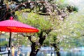 Umbrella and sakura combine with nice view druning sakura season, Kyoto Japan