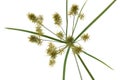 Umbrella Sedge