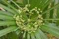 Umbrella sedge Flatsedge close up