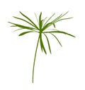 Umbrella sedge plant