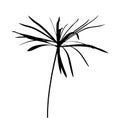 Umbrella sedge plant