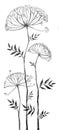 Umbrella-shaped flower, angelica graphics,botany, hand-drawn liner, illustration