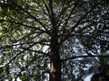 An umbrella shaped tree having nicely arranged branches