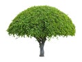 Umbrella shaped tree isolated on white background Royalty Free Stock Photo