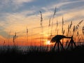 Umbrella Sunset through standing sea grass