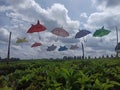 Umbrella, tea garden, landscape