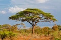 Umbrella thorn acacia Acacia tortilis beautiful landscape of Africa Royalty Free Stock Photo