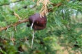 Umbrella thorn acacia Acacia tortilis needles Royalty Free Stock Photo