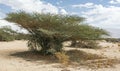 Umbrella Thorn Acacia in the Arava in Israel