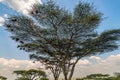 Umbrella thorn acacia tree or Vachellia tortilis