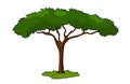 Umbrella Thorn Acacia Tree vector illustration