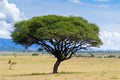 Umbrella Thorntree, Acacia Wattle tree with Rift Valley mountain range in Tanzania, East Africa