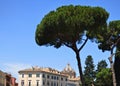 Umbrella tree common to Italy with a blue sky background.