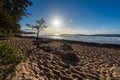 Umbrella Tree on Sunset Beach on the North Shore of Oahu, Hawaii Royalty Free Stock Photo