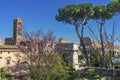 Umbrella Trees Ancient Forum Titus Arch Roman Colosseum Rome Italy Royalty Free Stock Photo