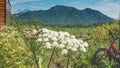 Umbrella white inflorescences of hogweed close-up on a green meadow. Royalty Free Stock Photo