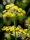 umbrellas of blooming dill illuminated by the morning sun in the garden