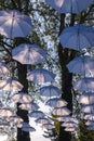 Umbrellas hanging on trees