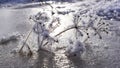 Umbrellas with a white backlight. Dill umbrellas in the snow. Grass dead wood in the snow.