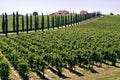 Umbria - Farm with vineyards and cypresses