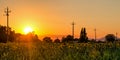 Umbria Italy sunflowers field Royalty Free Stock Photo