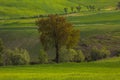 Umbria spring landscape with oak tree Royalty Free Stock Photo