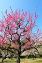 Ume blossom Royalty Free Stock Photo