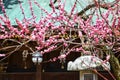 Ume Blossoms in Kitano Tenmangu Shrine, Kyoto Royalty Free Stock Photo