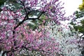 Peach Blossoms in Kyoto Gyoen Garden in the Evening, Kyoto Royalty Free Stock Photo