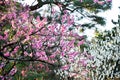 Peach Blossoms in Kyoto Gyoen Garden in the Evening, Kyoto Royalty Free Stock Photo
