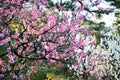 Peach Blossoms in Kyoto Gyoen Garden in the Evening, Kyoto Royalty Free Stock Photo