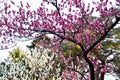 Peach Blossoms in Kyoto Gyoen Garden in the Evening, Kyoto Royalty Free Stock Photo