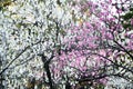 Peach Blossoms in Kyoto Gyoen Garden in the Evening, Kyoto Royalty Free Stock Photo